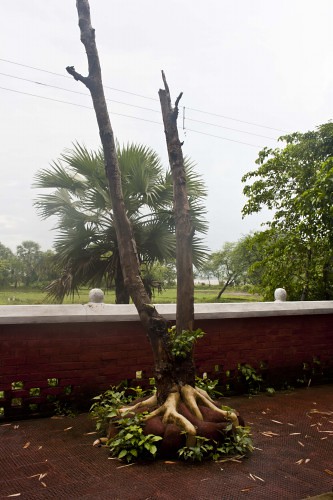 Beautiful Tree in Deulti, Howrah - West Bengal, India