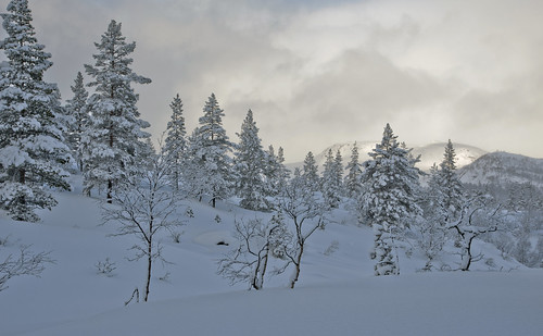 trees winter sky mountain snow nature norway pine forest landscape norge norwegen sirdal vestagder nikond700 furuåsen