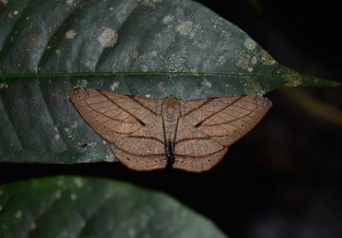 sumatra indonesia lepidoptera geometridae kedah gunungleuser taxonomy:order=lepidoptera taxonomy:family=geometridae geo:country=indonesia
