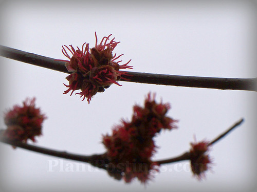 maple flower