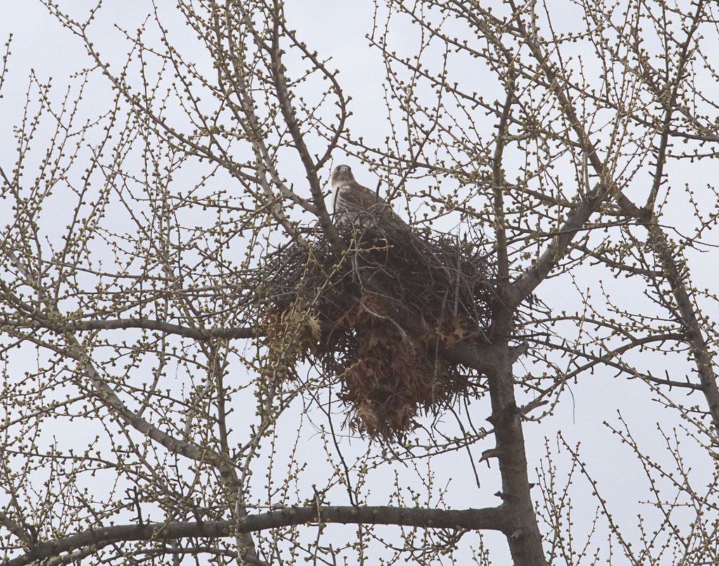 Christo on the nest