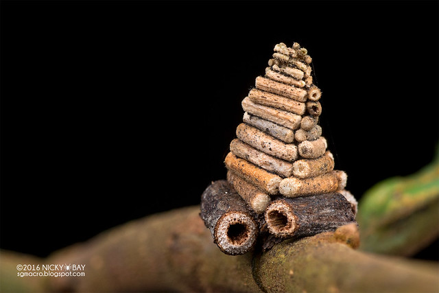 Bagworm moth pupa (Psychidae) - DSC_2165