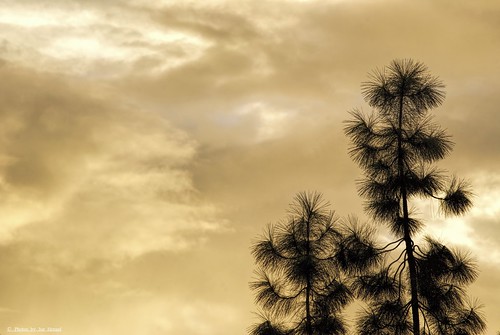 tree pinetree pine clouds sunrise cloudy socal pineneedles southerncalifornia orangecounty oc pinetrees theoc sanjuancapistrano goldenstate cloudyday cloudsstormssunsetssunrises cloudsorangecounty