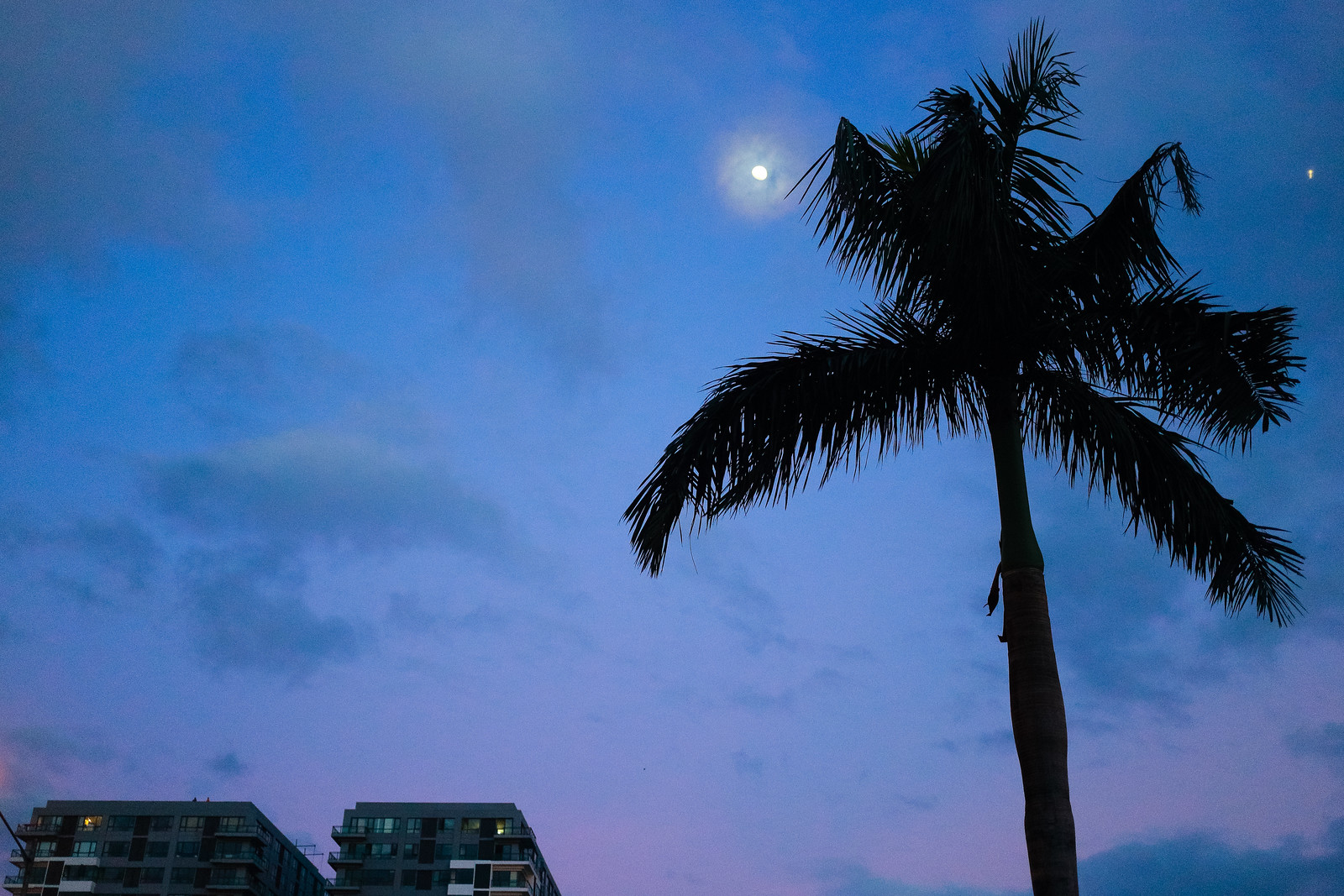 Palm and Moon