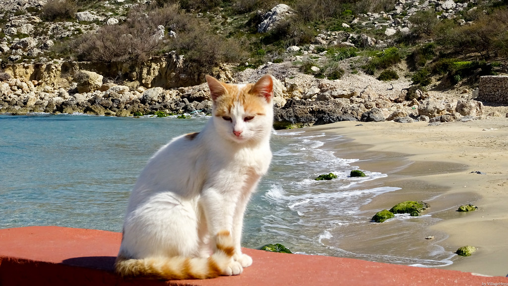 Cat at Paradise Bay