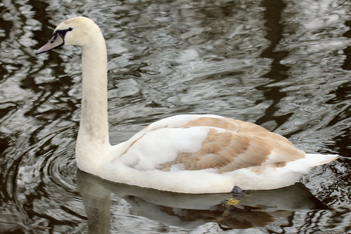 Swan 5901xx