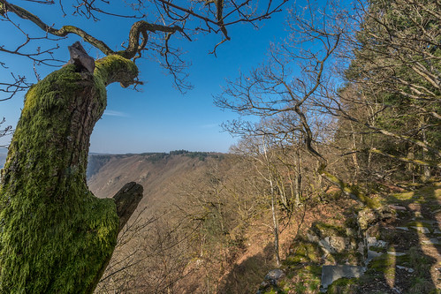 tree germany de landscape deutschland view aussicht landschaft allemagne morgen baum ausblick saar saarland saarschleife lieblingsplatz sarre mettlach saarloop saarhunsrücksteig nikkor1024f3545 nikond7100