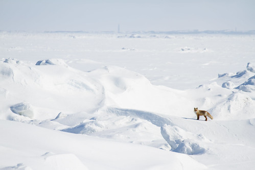 winter snow ice nature russia wildlife fox sakhalin море лед сахалин лиса canoneos7d canonef70300mmf456lisusm ©alexanderalechits