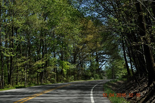 travel trees roads