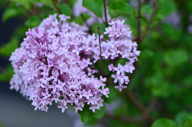 Lilac (Syringa) 'Miss Kim'