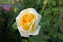 Rose at Bravo Lake Botanical Garden in Woodlake,Ca.