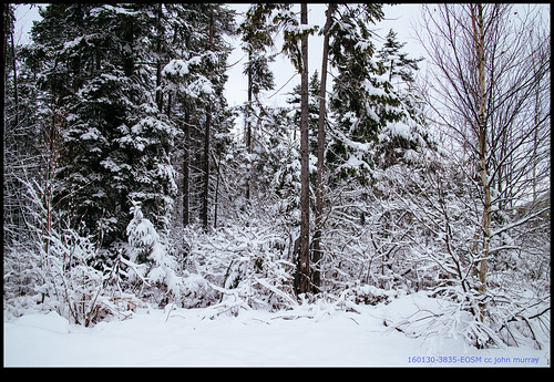 trees snow canada newbrunswick moncton riverview 2016