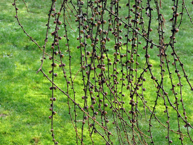 close up of the buds on the hanging branches of the Larch tree in February