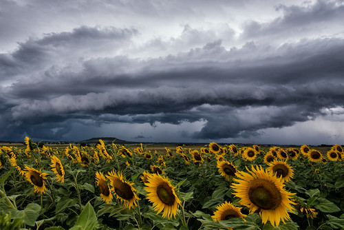 storm clouds nikon australia stormy sunflowers queensland d750 warwick stormclouds allora southeastqueensland darlingdowns sunflowerfields