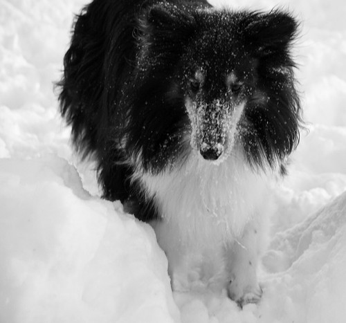 Snow dog 3+