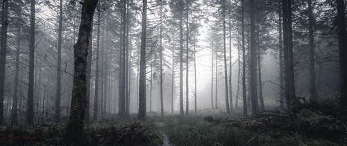 longexposure trees winter mist forest canon woodland landscape scotland path perthshire wideangle lifeless leefilters
