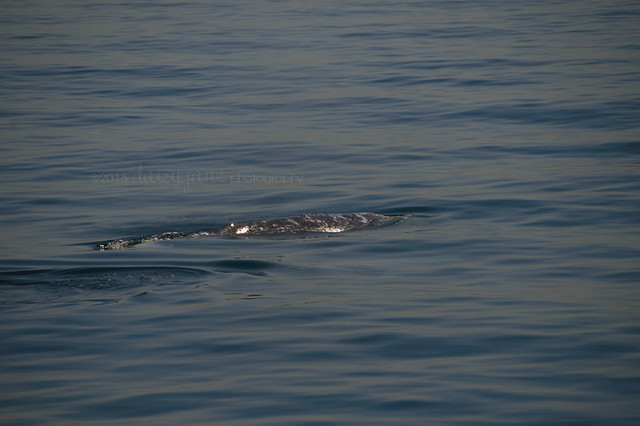 whale watching-94web