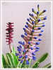Aechmea gamosepala ‘Lucky Stripe’ (Variegated Matchstick Plant/Bromeliad, Variegated Gamos Bromeliad, Variegated Urn Plant)