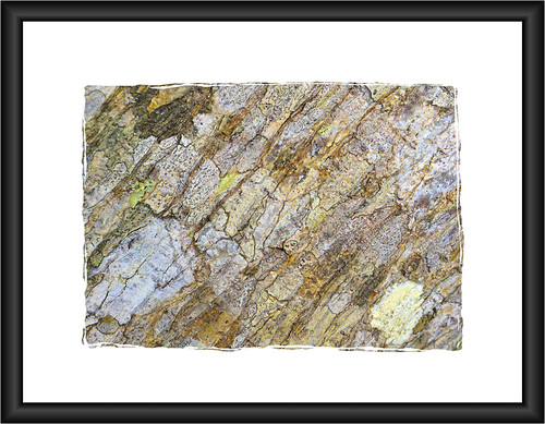 abstract macro art colors costarica treebark stains avacodo growths sonya6000