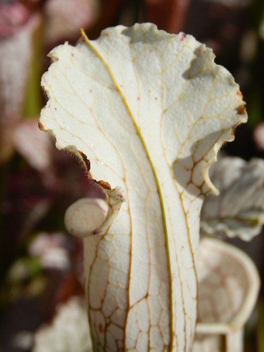 Sarracenia leucophylla var. alba