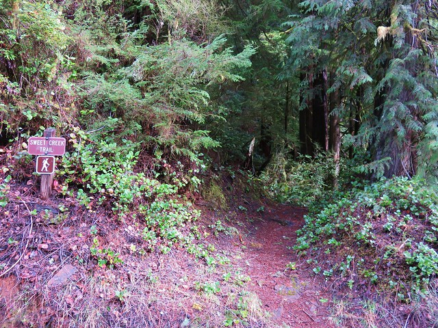 Sweet Creek Trail