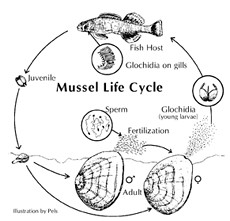 typical life cycle