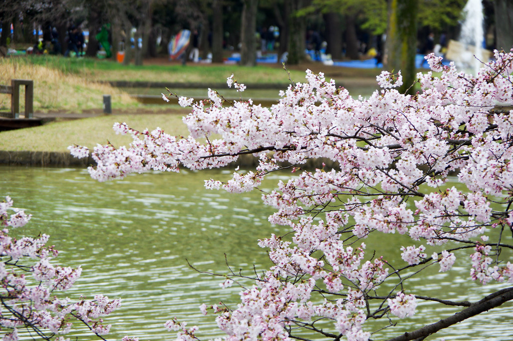 代々木公園桜2016-18