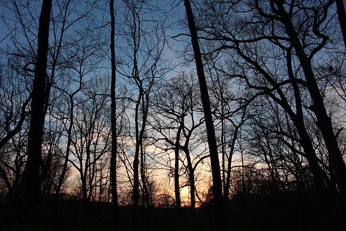 trees sunset forest twilight dusk missouri ohlendorf stlouiscountymo ohlendorfwestcountypark