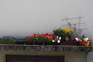 Blossoming Garage Roof