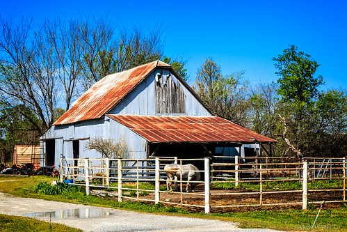 horse barn ©allrightsreserved digitalidiot