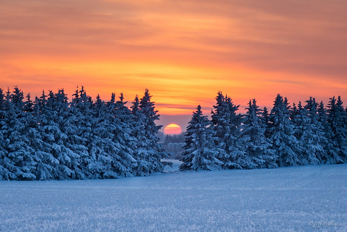 christmas winter sunset snow alberta spruce goldenhour sturgeoncounty christmasday2015