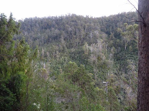 tree forest valley tasmania squarehill snugtiers snugtiersrecreationarea pelveratafallstrack