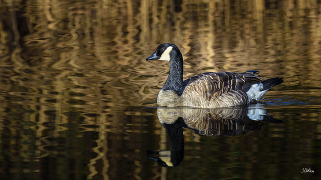 Canada Goose