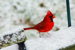 Northern Cardinal, male (Cardinalis cardinalis)