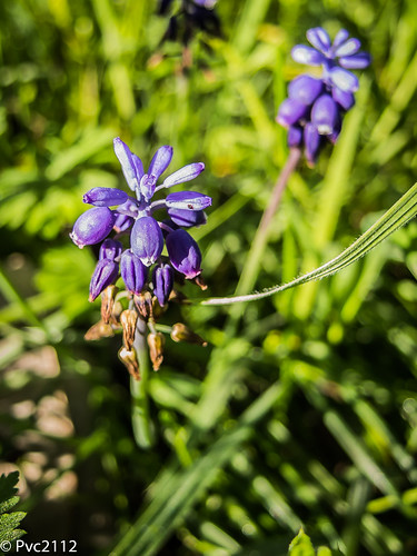 macro nikon texas wildflowers bluebonnets p7700