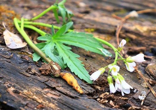 county forest reis iowa larry edible tuber toothwort cutleaved winneshiek marilie