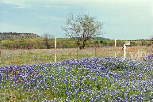 flowers field fence landscape scenery texas pasture gordon wildflowers bluebonnets indianpaintbrush