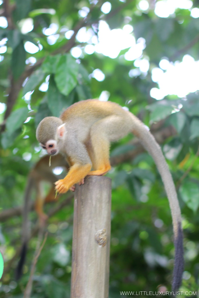 Singapore River Safari spider monkey on pole