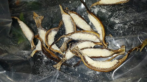 Cattleya Penny Kuroda Pods and Seeds