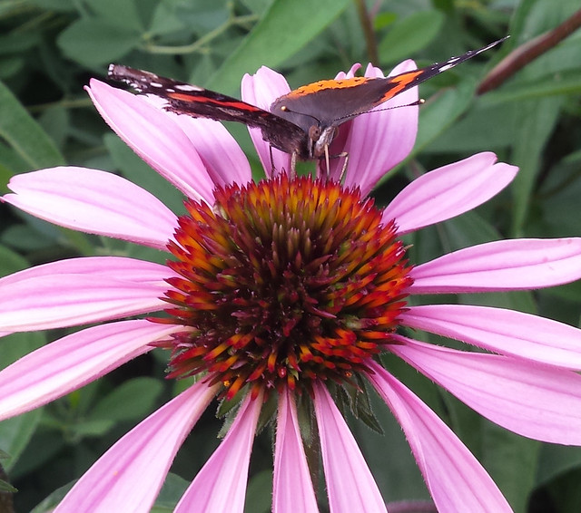butterfly looking into the camera, its wings viewed straight on and nearly invisible, drinking from purple coneflower
