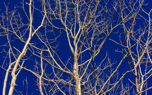 blue winter sky usa abstract tree weather sunrise maine scenic gouldsboro clearskies hancockcounty binnshire locationrecorded