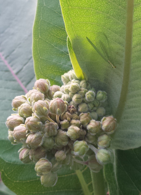 same bug, nearly invisible on a milkweed leaf