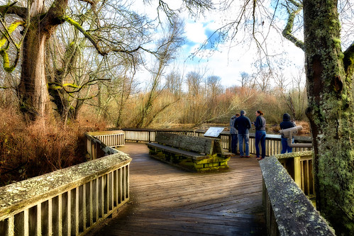 trees bench moss boardwalk nisquallynationalwildliferefuge nisquallyriverdelta