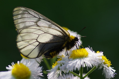 butterfly ウスバシロチョウ parnassiuscitrinarius