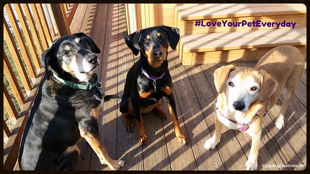 senior hound mixes, Doberman puppy mix, rescued dogs National Love Your Pet Day #LoveYourPetEveryday #RescuedDogs #AdoptDontShop #LapdogCreations ©LapdogCreation