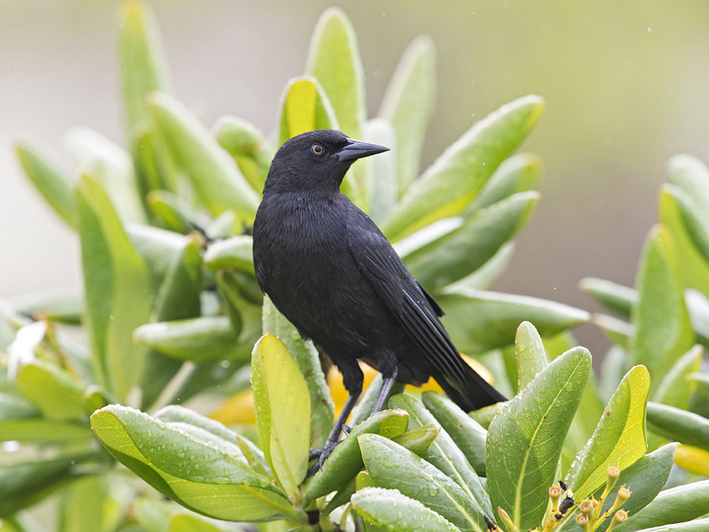 Cuban Blackbird    Cuba