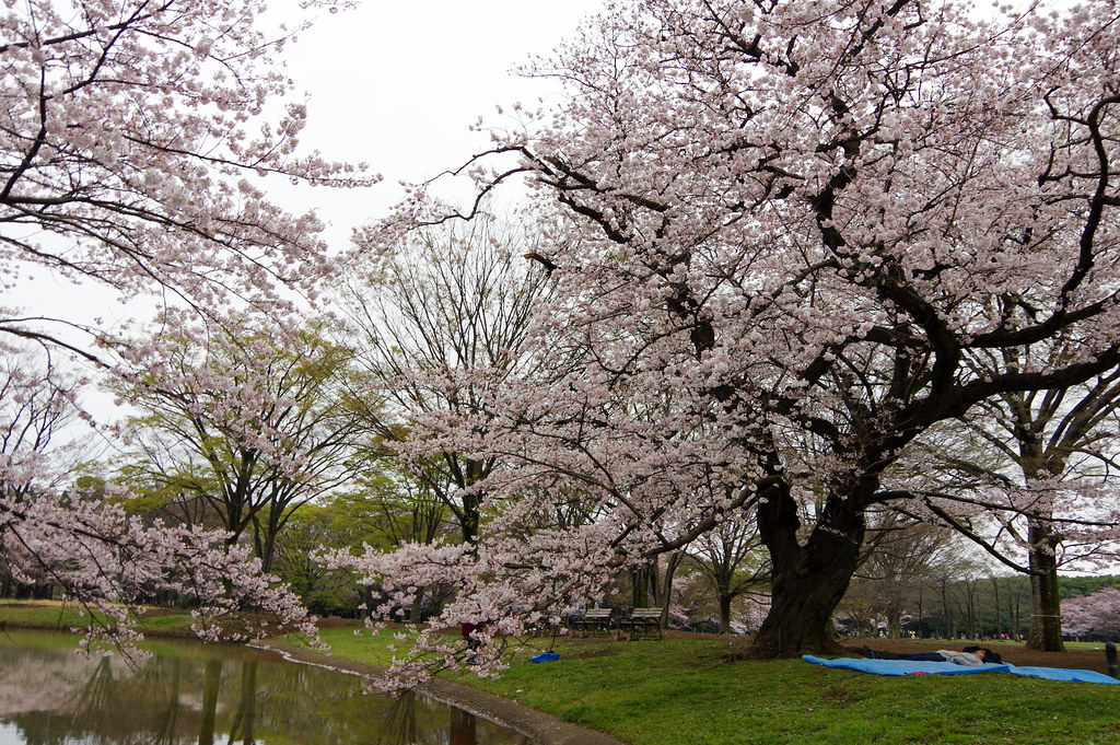 代々木公園桜2016-7
