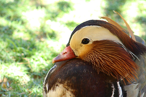 naturaleza bird nature duck pato