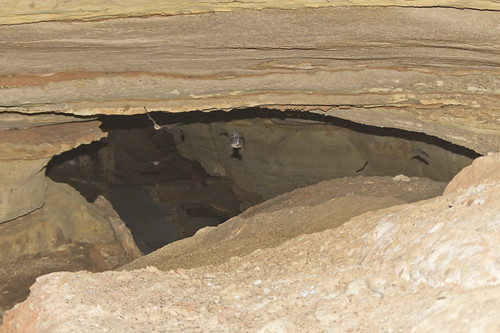 caves missouri arkansas caving biology speleology batesville protem lyoncollege biospeleology ozarkundergroundlaboratory tumblingcreekcave