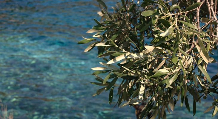 la mer et les olives (BY-ND-SwitchMed)